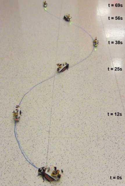 Дистанционно управляемые тараканы (2 фото + видео)