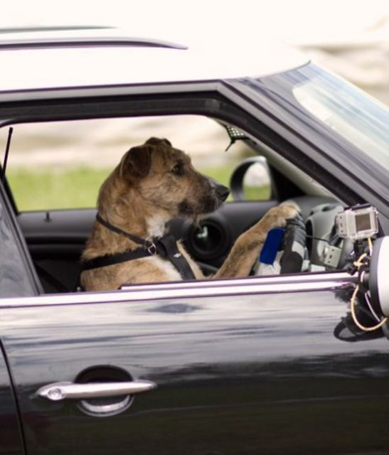 В Новой Зеландии открыты водительские курсы для собак (видео)
