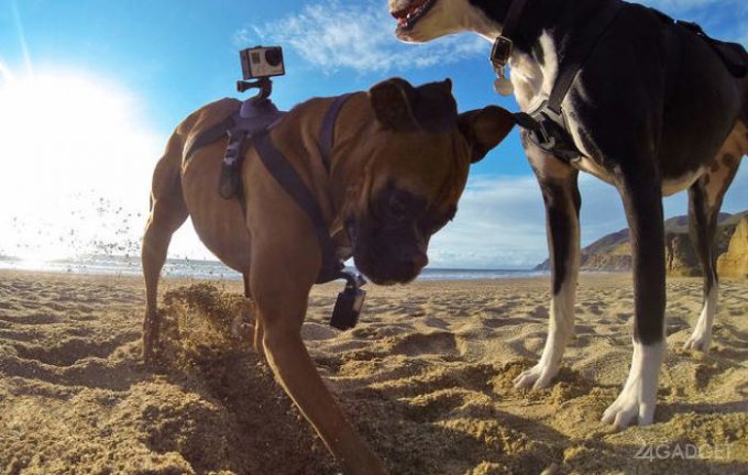 GoPro Fetch: превращаем собаку в оператора (5 фото + видео)