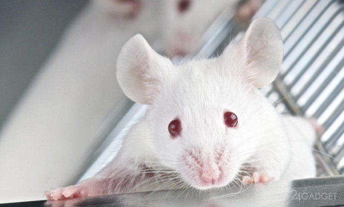 Мыши и виртуальная реальность помогут в изучении болезни Альцгеймера (видео)