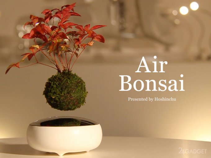 Парящие в воздухе деревья бонсай (9 фото + видео)