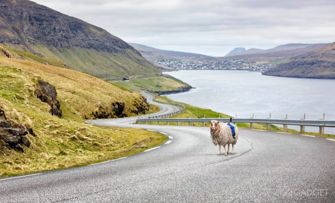 На Фарерских островах панорамы для Google снимают овцы (2 видео)