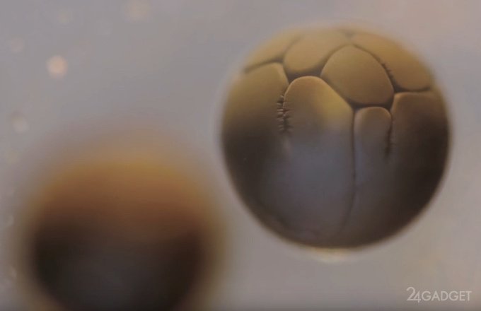 Процесс деления клетки засняли на видео (видео)
