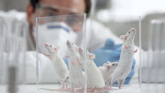 Ядерная медицина полностью излечила мышей от онкологии