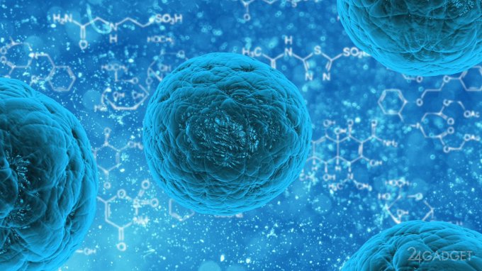 Раковые клетки теперь могут уничтожаться рядовыми клетками