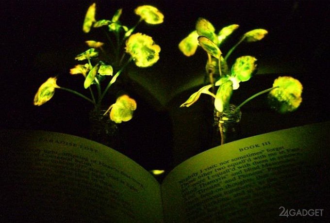 Светящиеся растения придут на смену фонарям