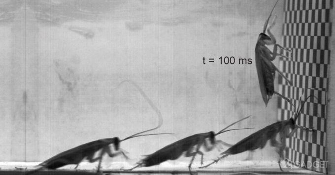 Робот научился у таракана извлекать пользу из ударов о стену (видео)