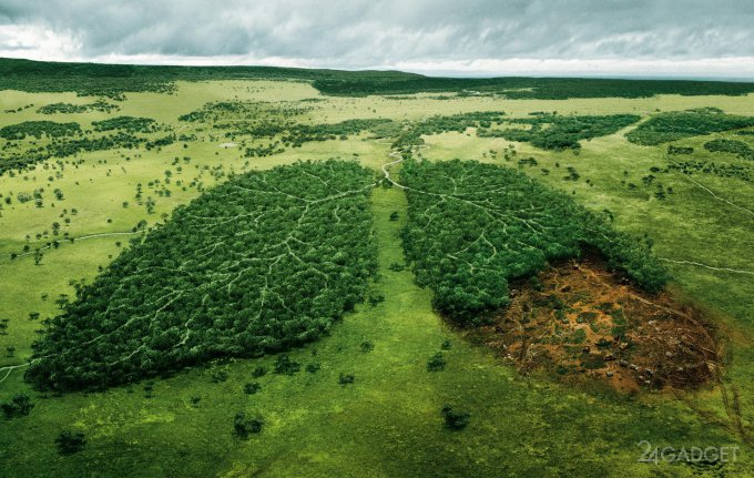 ДНК-база поможет бороться с незаконной вырубкой деревьев (4 фото)