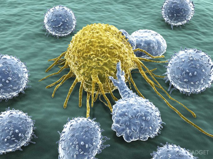 Раковые клетки помогут в борьбе с раковыми опухолями (2 фото)