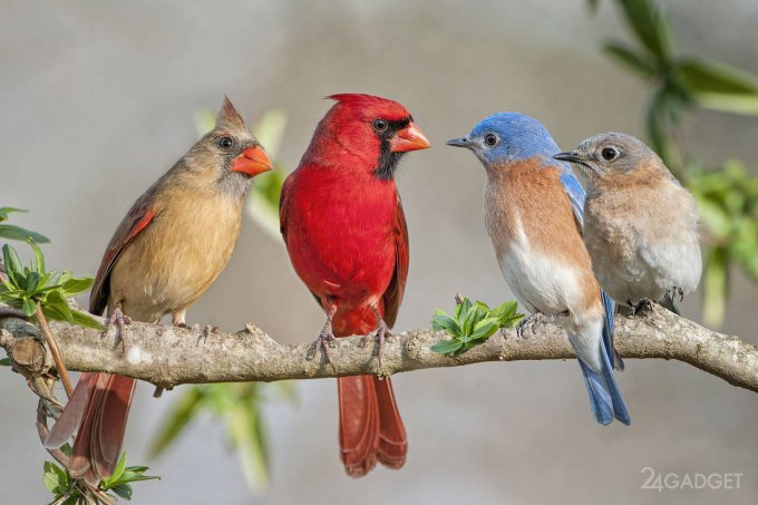 ИИ распознает птиц по пению (2 фото)