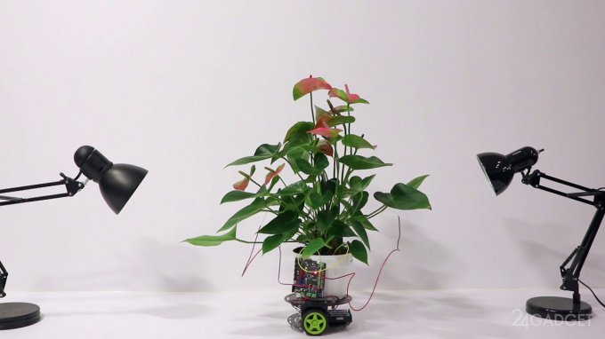 Elowan — растение-киборг из MIT (2 фото + видео)