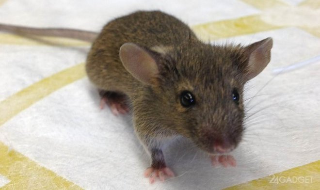 В США создали гибрид человека и мыши