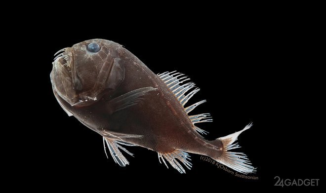 Учёные нашли рыбу, кожа которой поглощает 99.5% света (4 фото)