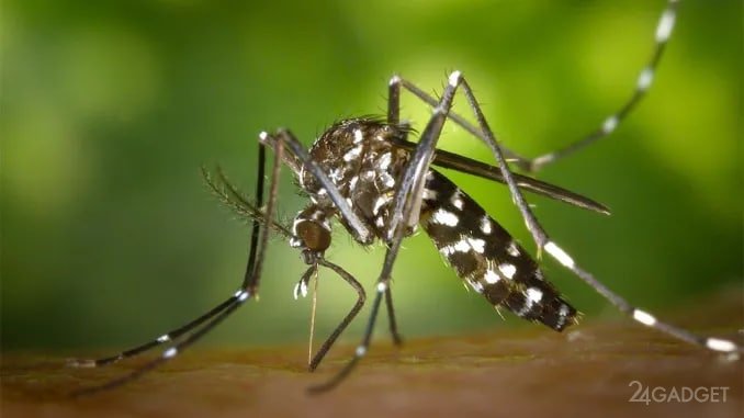 Популяция комаров будет сокращена благодаря модифицированным кровососам