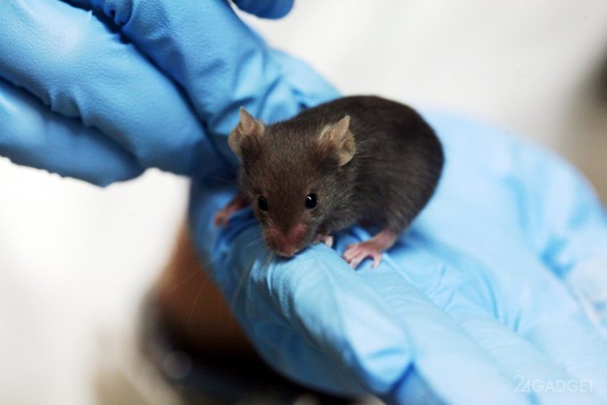 Учёные смогли перепрограммировать клетки и продлить жизнь мышей