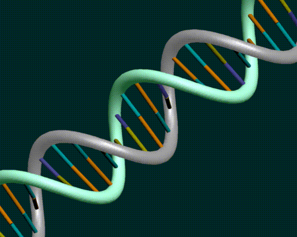 Новая технология ДНК-штрихкодирования гарантирует подлинность пищевых продуктов