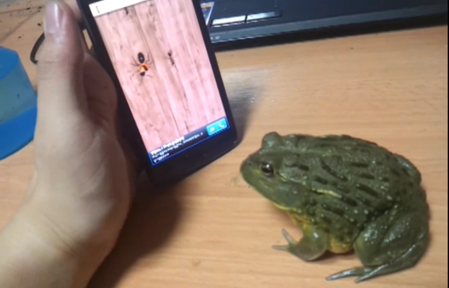 Жаба и Android (видео)