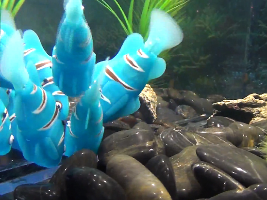 Аквариумные рыбки-роботы (видео)