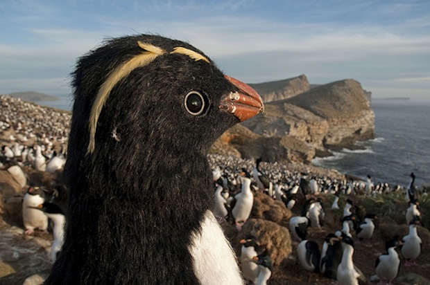 Разведывательный робот-пингвин BBC (видео)