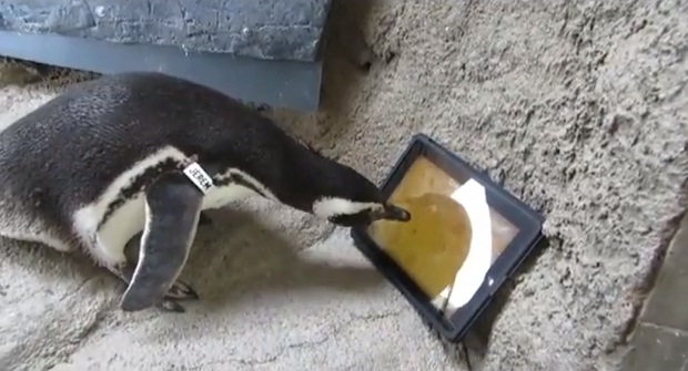 Калифорнийские пингвины научились играть на iPad (видео)