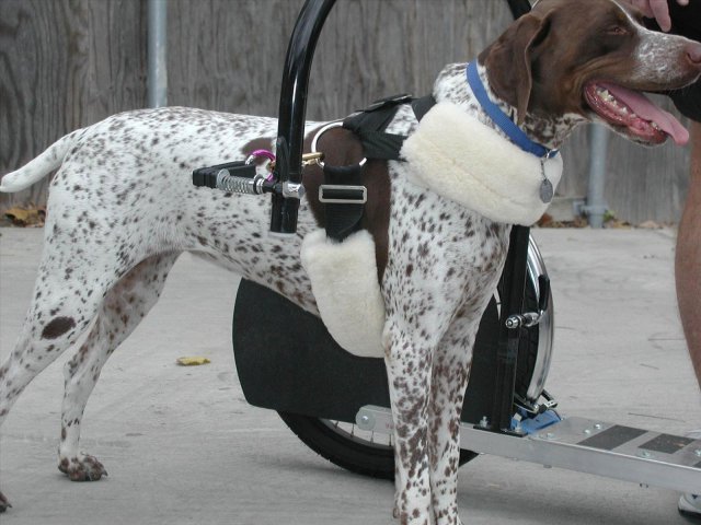 Скутер на собачьей тяге