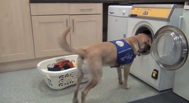 Стиральная машина, которой могут управлять собаки (видео)