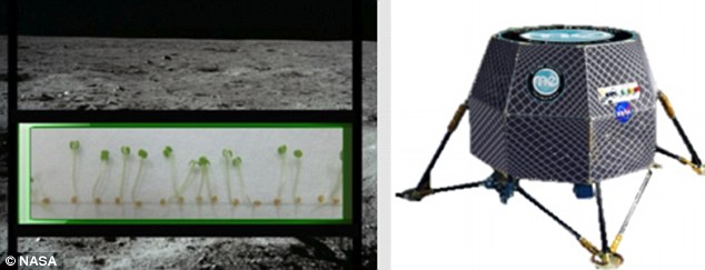 NASA планирует засадить Луну цветами и репкой (3 фото)