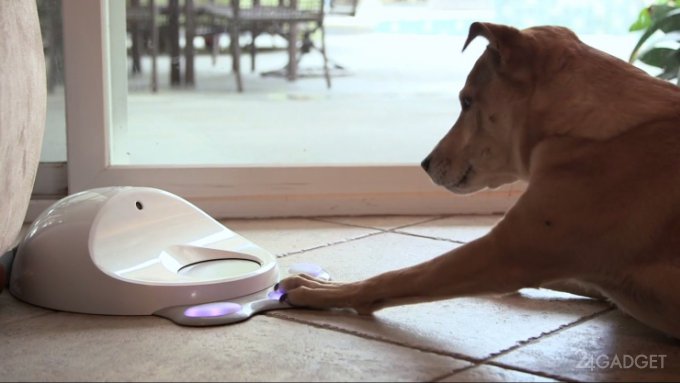 Обучающая игровая консоль для собак (2 фото + видео)