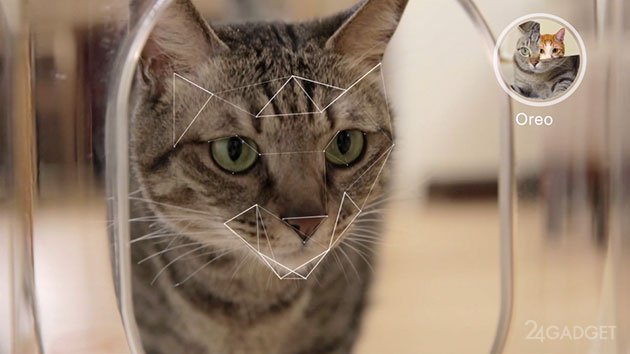 Высокотехнологичная кормушка для кошек (2 фото + видео)
