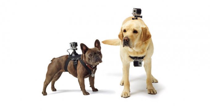 GoPro Fetch: превращаем собаку в оператора (5 фото + видео)