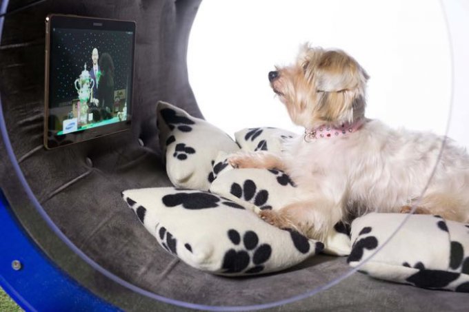 Dream Dog House - элитная будка для собаки от Samsung (4 фото + видео)
