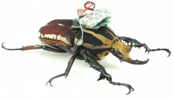 Управляемые жуки-киборги (4 фото + видео)