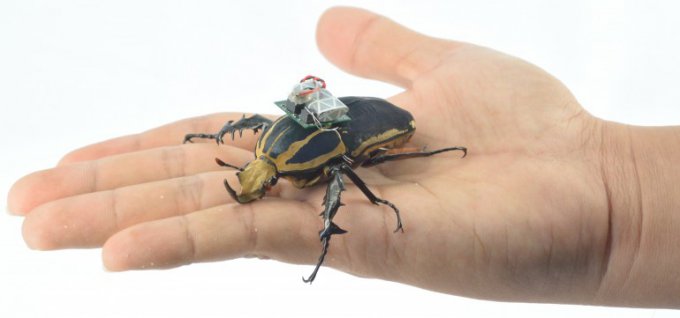Управляемые жуки-киборги (4 фото + видео)