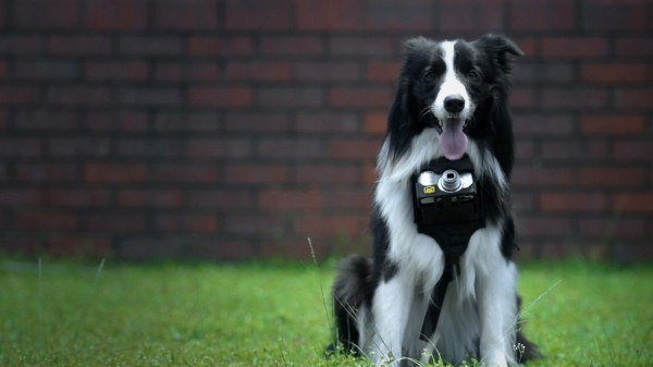 В Nikon разработали фотоаппарат для собак (13 фото + видео)