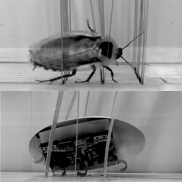 Проворный робот-таракан (3 фото + видео)