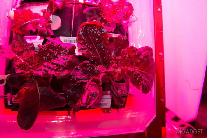 Астронавты на МКС собрали пригодный для употребления урожай космического салата (видео)