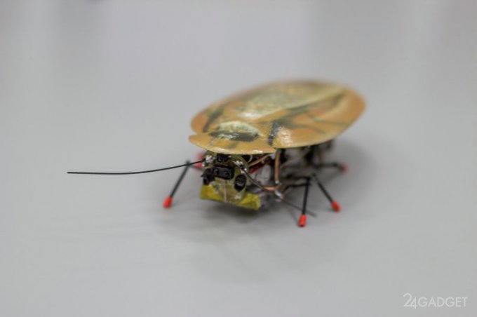 Российские учёные создали робота-таракана (7 фото)