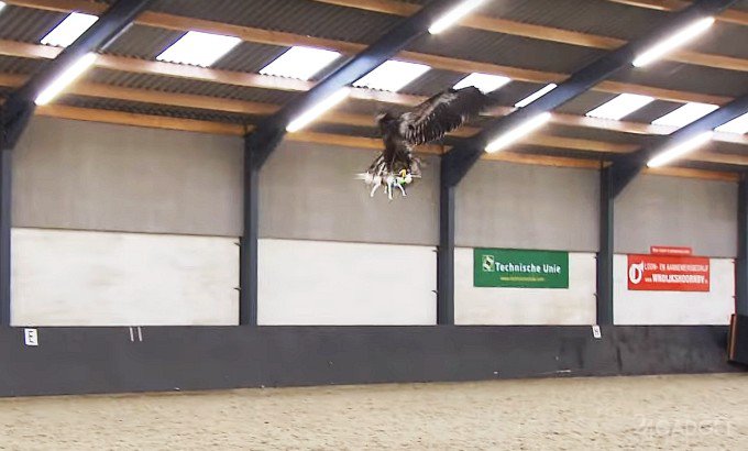 Голландская полиция обучает орлов перехватывать дроны (видео)