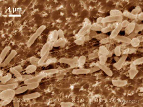 Найдена бактерия, разлагающая пластик (3 фото)