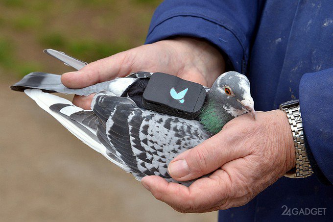 Лондонские голуби патрулируют город и пользуются интернетом (5 фото)
