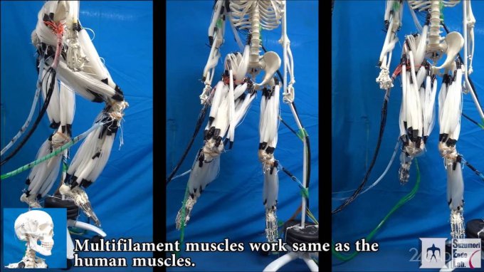 Ученые разработали искусственные многоволоконные мышцы (видео)