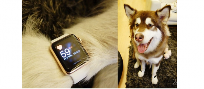 Собаке подарили восемь iPhone 7 (3 фото)