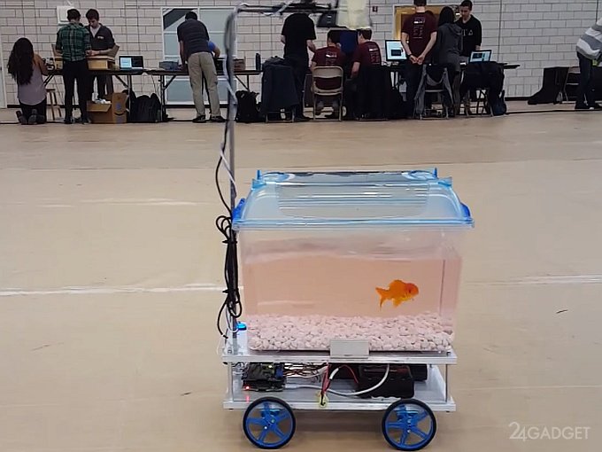 Рыбка управляет собственным аквариумом на колесах (2 видео)