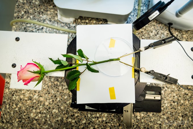 В Швеции разработали цветок-киборг