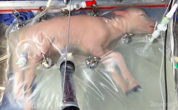 American scientists will give a new chance to premature children (video)