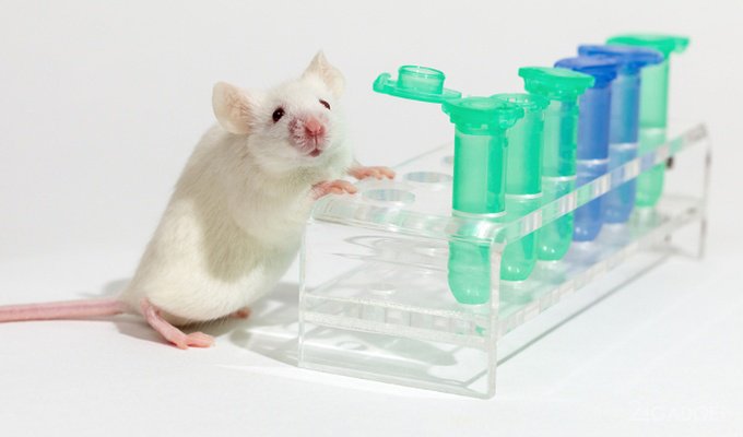 Учёные вылечили мышей от ВИЧ