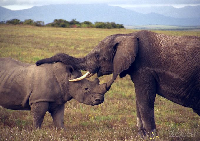 ИИ и дроны охраняют африканских животных от браконьеров (видео)