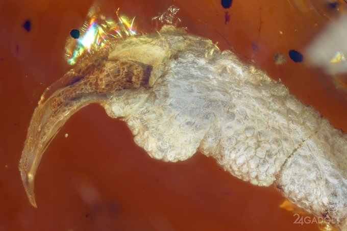 Обнаружен птенец возрастом почти 100 млн. лет