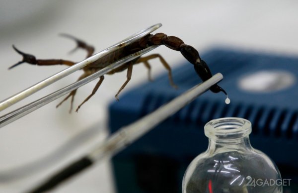 В Марокко изобрели «доильного» робота для добычи яда скорпионов