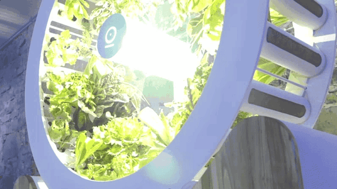 Ogarden — домашняя грядка в колесе (7 фото + видео)